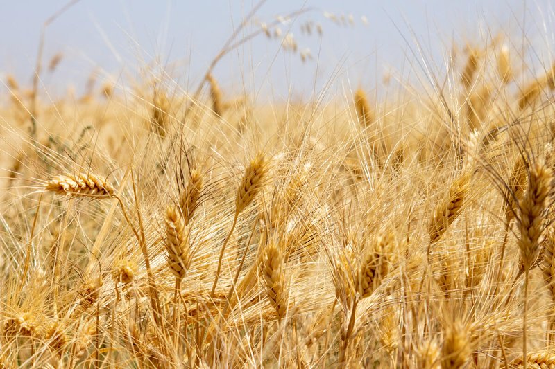 Wheat production contributes to a better living for Nadia’s family